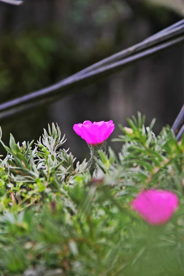 Sapa Aroma Hotel Buitenkant foto